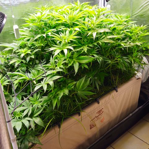 Skunk #1 #2 growlog timeline photo