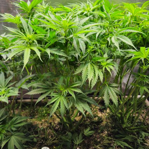 Skunk #1 #1 growlog timeline photo