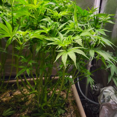 Skunk #1 #2 growlog timeline photo