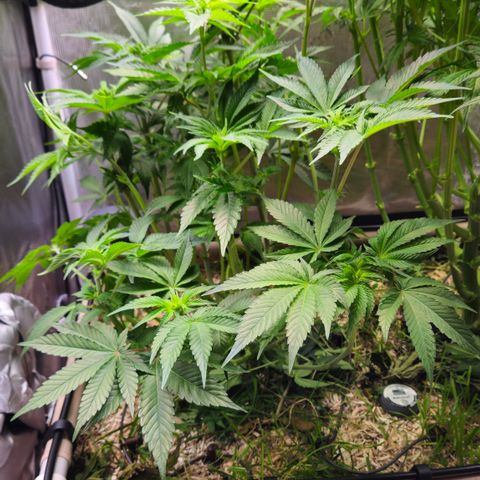 Northern Lights #2 growlog timeline photo