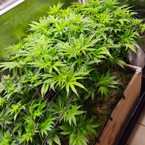 Skunk #1 #2 growlog photo: Vorher/Nachher Entlauben
