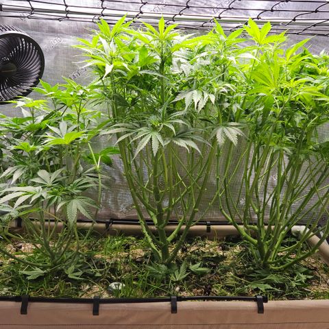 Skunk #1 #2 growlog photo: Vorher/Nachher Entlauben