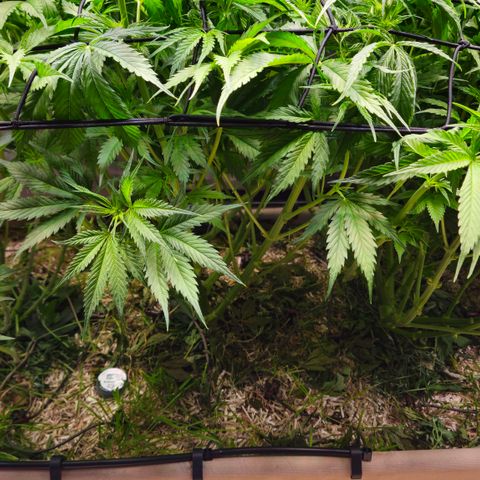 Skunk #1 #1 growlog timeline photo
