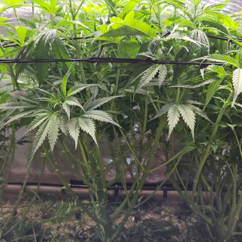 Skunk #1 #1 growlog timeline photo
