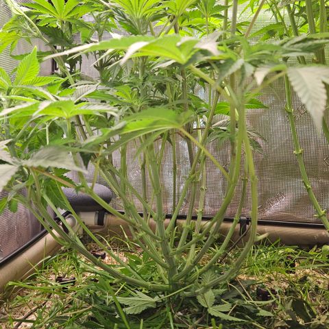Northern Lights #2 growlog timeline photo
