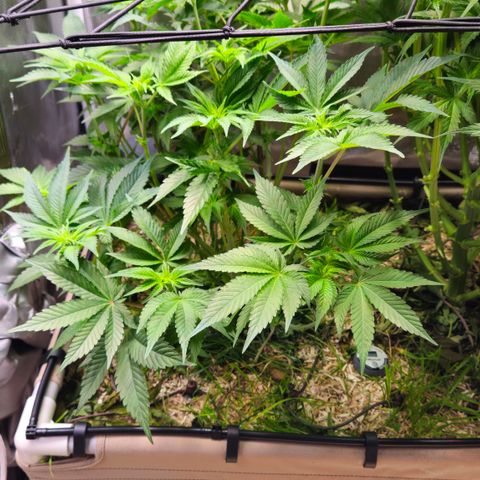 Northern Lights #2 growlog timeline photo