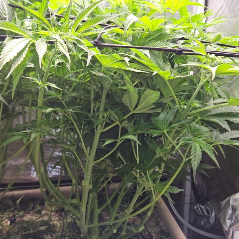 Skunk #1 #2 growlog timeline photo