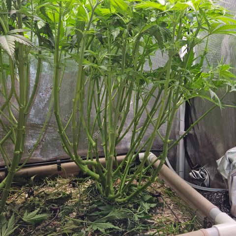 Skunk #1 #2 growlog timeline photo