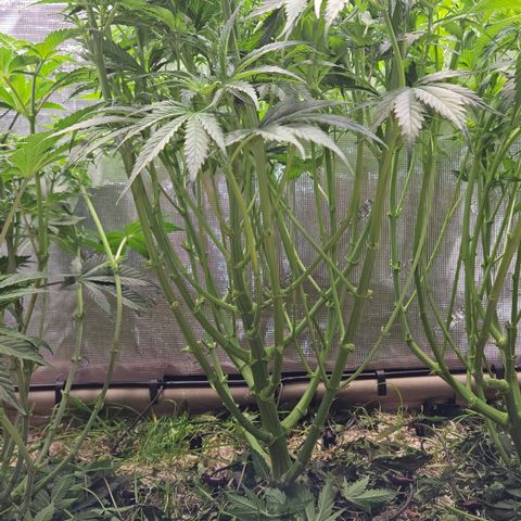 Skunk #1 #1 growlog timeline photo