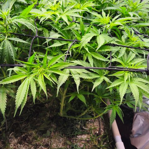 Skunk #1 #2 growlog timeline photo