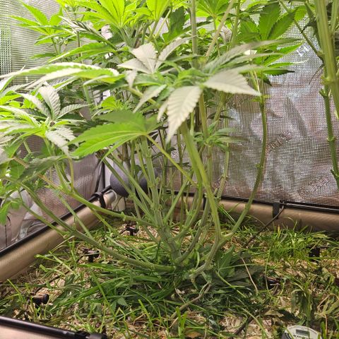 Northern Lights #2 growlog timeline photo