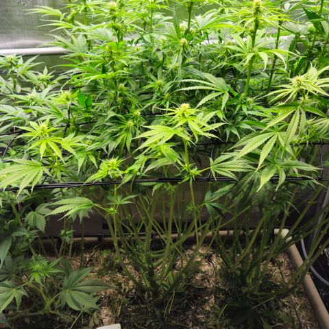 Skunk #1 #1 growlog timeline photo