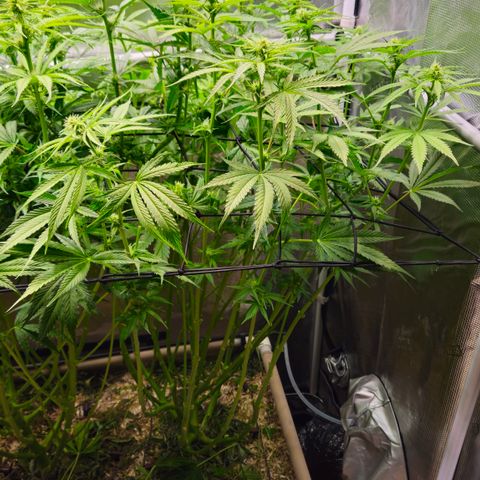 Skunk #1 #2 growlog timeline photo