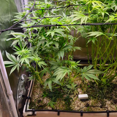 Northern Lights #2 growlog timeline photo