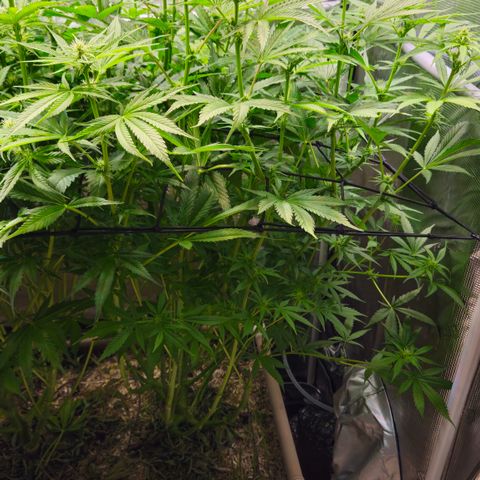 Skunk #1 #2 growlog timeline photo