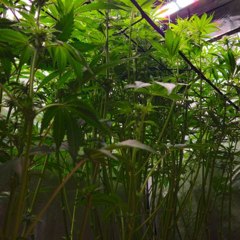 Skunk #1 #2 growlog timeline photo