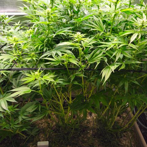 Skunk #1 #1 growlog timeline photo