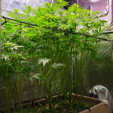 Skunk #1 #2 growlog timeline photo