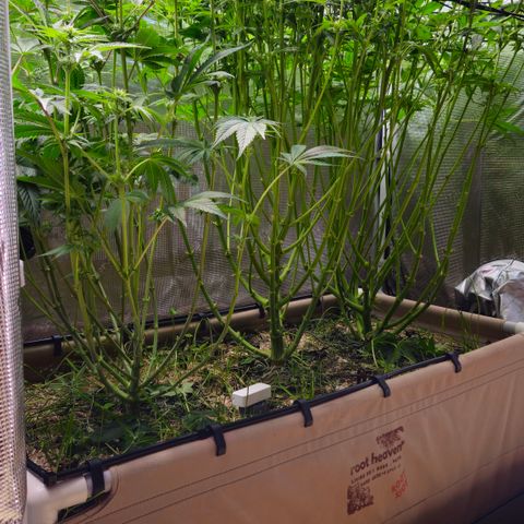 Skunk #1 #2 growlog timeline photo