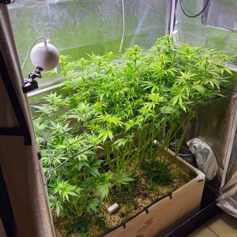 Skunk #1 #2 growlog timeline photo