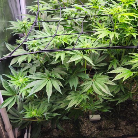 Northern Lights #2 growlog timeline photo