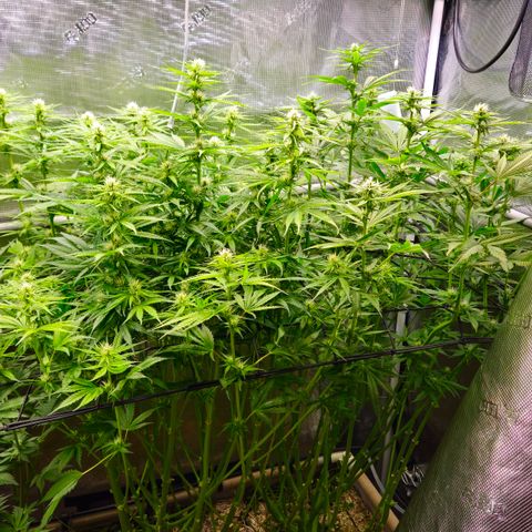 Skunk #1 #2 growlog timeline photo