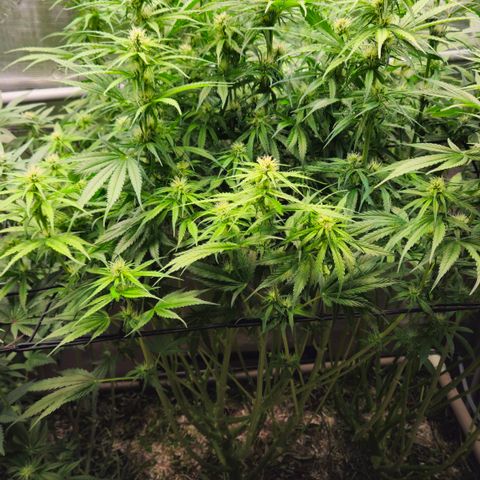 Skunk #1 #1 growlog timeline photo