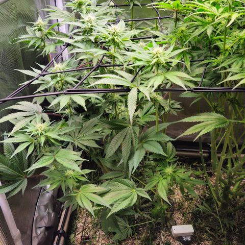 Northern Lights #2 growlog timeline photo