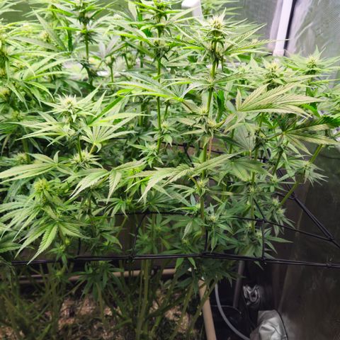 Skunk #1 #2 growlog timeline photo