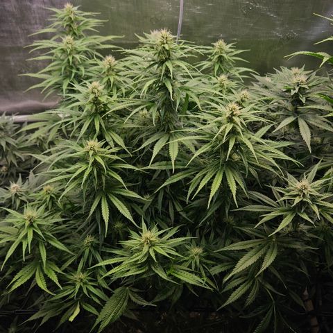 Skunk #1 #1 growlog timeline photo