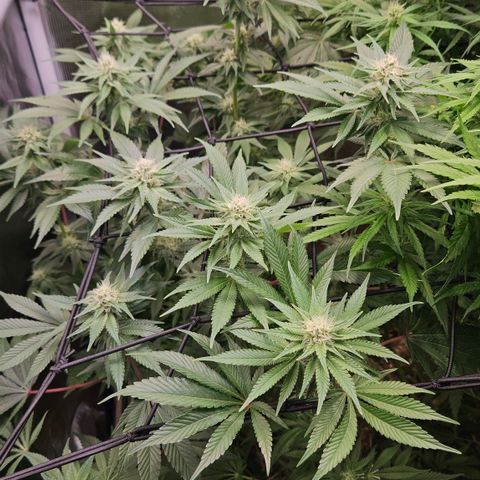 Northern Lights #2 growlog timeline photo