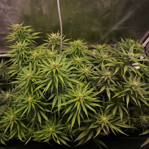 Skunk #1 #2 growlog timeline photo