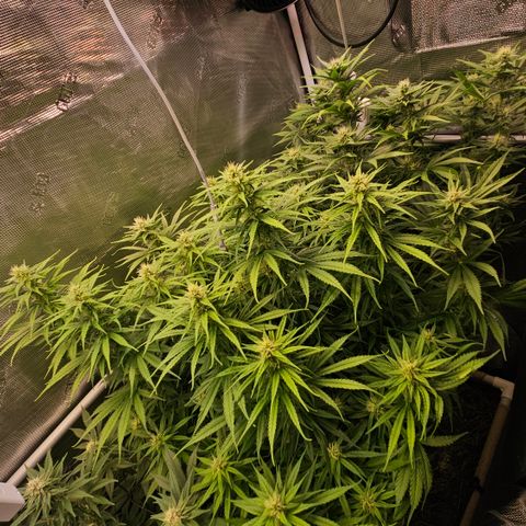 Skunk #1 #2 growlog timeline photo