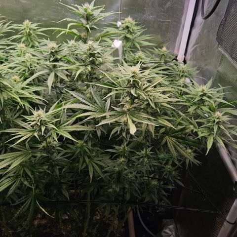 Skunk #1 #2 growlog timeline photo