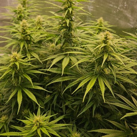 Skunk #1 #1 growlog timeline photo