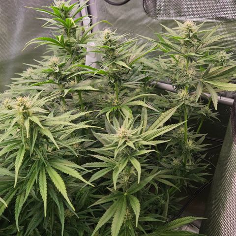 Skunk #1 #2 growlog timeline photo