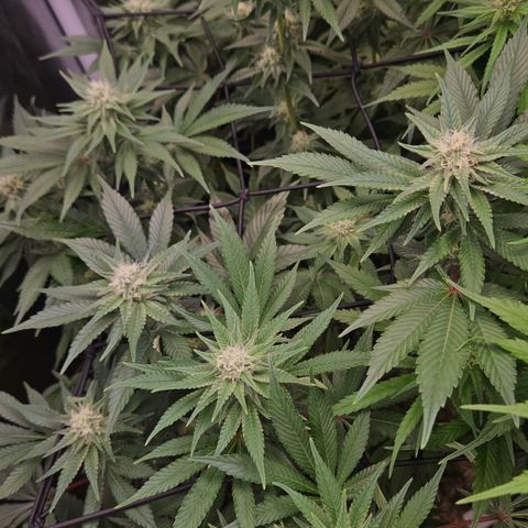Northern Lights #2 growlog timeline photo