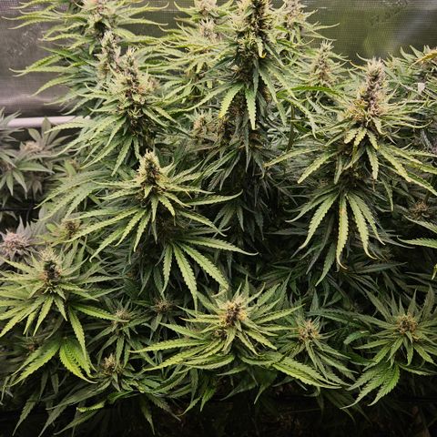 Skunk #1 #1 growlog timeline photo
