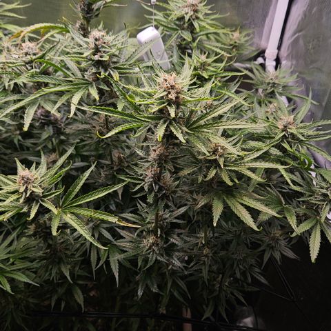 Skunk #1 #2 growlog timeline photo