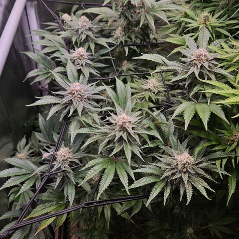 Northern Lights #2 growlog timeline photo