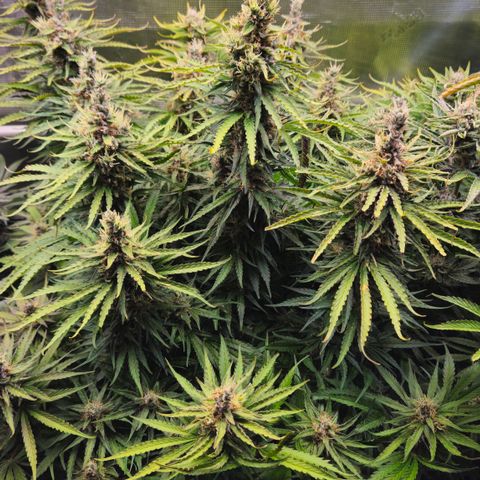 Skunk #1 #1 growlog timeline photo