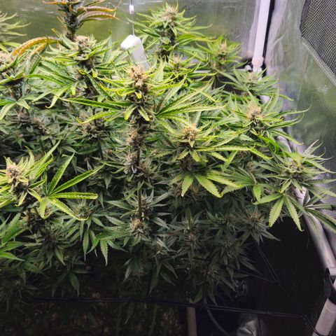 Skunk #1 #2 growlog timeline photo