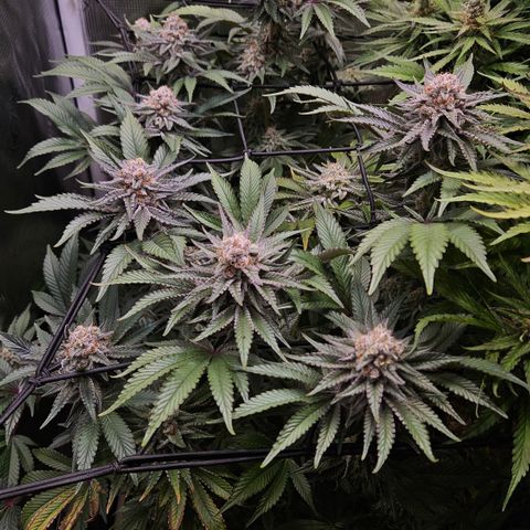 Northern Lights #2 growlog timeline photo
