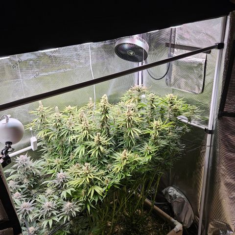 Skunk #1 #2 growlog timeline photo