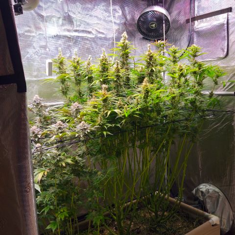 Skunk #1 #2 growlog timeline photo