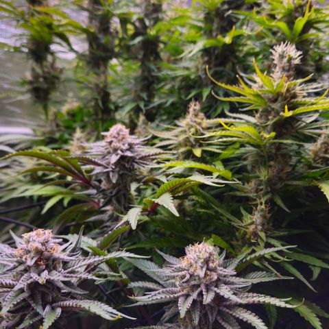 Skunk #1 #1 growlog timeline photo