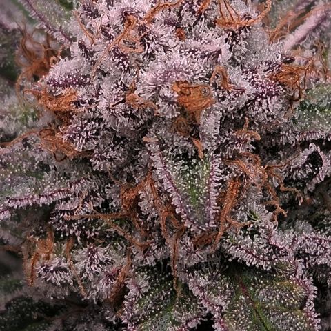 Northern Lights #2 growlog timeline photo