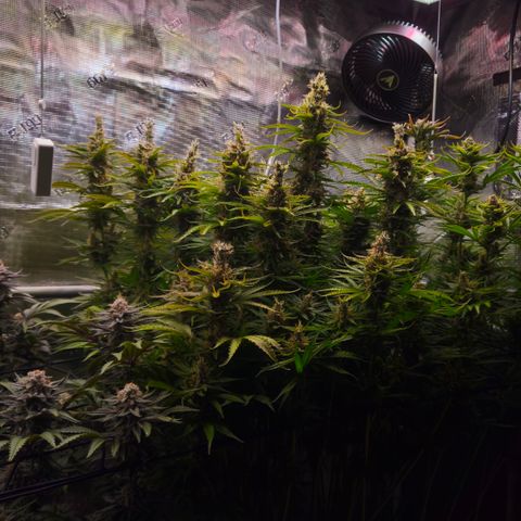 Skunk #1 #2 growlog timeline photo