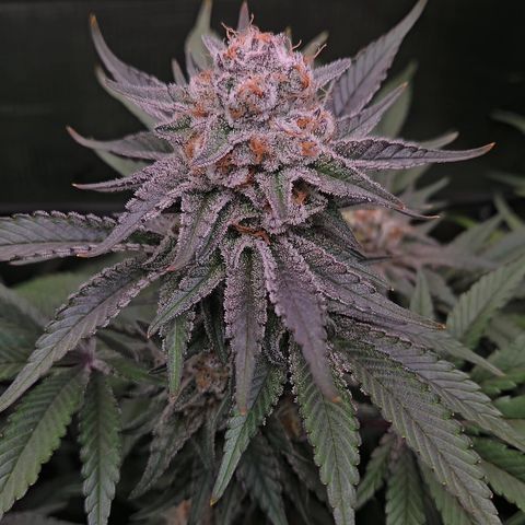 Northern Lights #2 growlog timeline photo