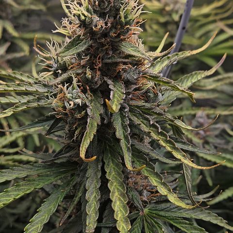 Skunk #1 #1 growlog timeline photo